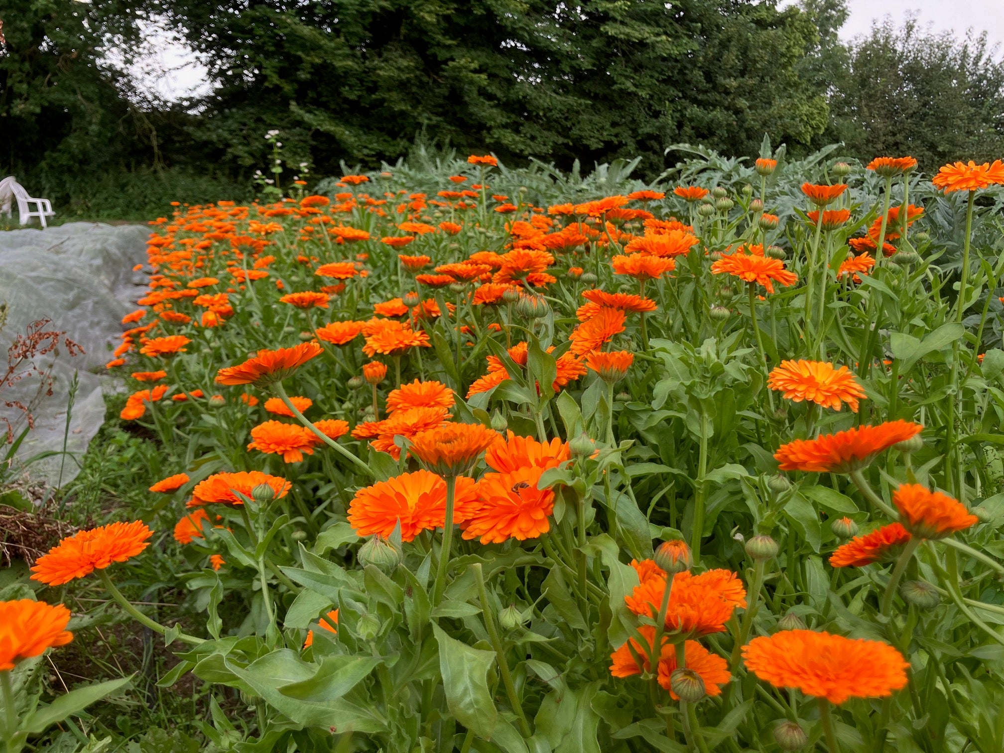 Calendulaim Feld in der Natur bzw. im eigenen Garten.